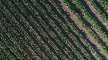 caminho aéreo hd sobre a exuberante paisagem de vinhedos de uva. video