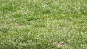 tondre la pelouse, le terrain en herbe étant taillé video