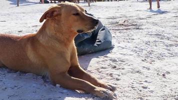 lindo perro marrón mexicano en la playa isla holbox méxico. video