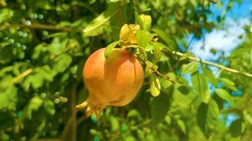 granaatappel granaatappels toenemen Aan de boom in puerto escondido Mexico. video