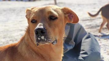 lindo perro marrón mexicano en la playa isla holbox méxico. video