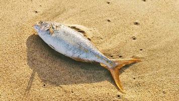 dood vis gewassen omhoog Aan strand aan het liegen Aan zand Mexico. video
