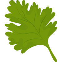 feuille de persil vert png