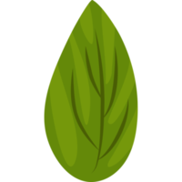 hoja de hierba verde png