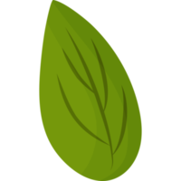 hoja de hierba verde png