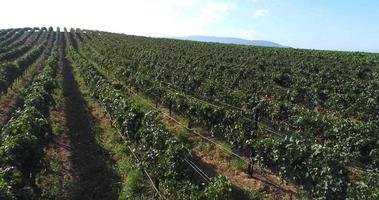 antena uhd 4k de la granja de viñedos de uva del país. video