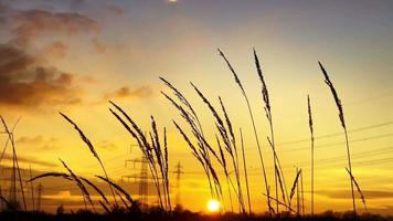 växt vass i vind i solnedgång video