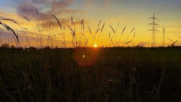 Plant Reeds in Wind in Sunset video