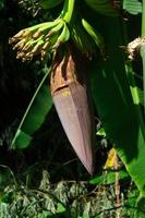 dark young banana heart. banana tree flower. photo