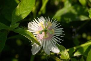 rambusa o passiflora foetida es una planta que tiene frutos pequeños, mucha gente la llama mini marquisa cuyo fruto se puede comer. foto