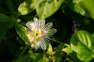 rambusa o passiflora foetida es una planta que tiene frutos pequeños, mucha gente la llama mini marquisa cuyo fruto se puede comer. foto