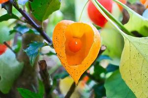 physalis con piel abierta, vista de la fruta en el interior. frutas ricas en vitaminas del jardín foto