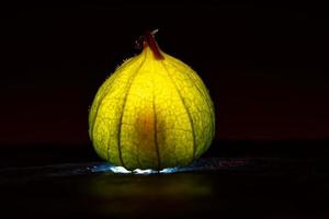 physalis en suelo húmedo negro. fruta iluminada. fruta rica en vitamina c. fondo negro foto