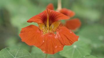 Nasturtium in orange on the bush with dew drops on the flower. Spice for salads photo
