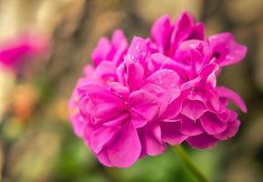 gorgeous geranium with beautiful bokeh in full splendor. nature photo