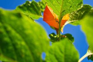 physalis, grosella espinosa cuelga del arbusto. fruta naranja con hojas verdes foto