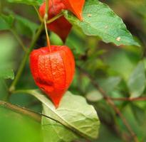 physalis, grosella espinosa cuelga del arbusto. fruta naranja con hojas verdes foto