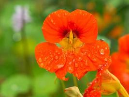 Nasturtium in orange on the bush with dew drops on the flower. Spice for salads photo