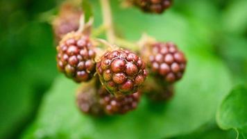 Blackberry on bush with bokeh. Blurred background. Vitamin rich fruit from garden photo