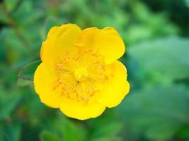 flor amarilla en un prado verde en primer plano con bokeh. foto de flores
