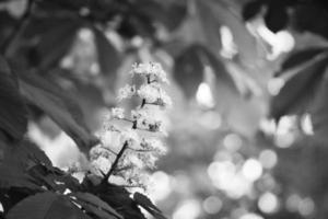 chestnut blossom in black and white, on the branch of a chestnut tree. White flowers photo