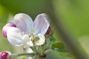 white pink apple blossom on the branch of apple tree. Blossoms from fruit in the garden photo