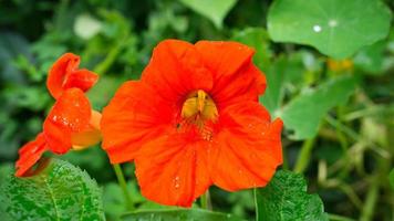 Nasturtium in orange flower on the bush in the garden. Spice for salads in the kitchen photo