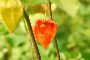 Physalis with opened skin, view of fruit inside. Vitamin rich fruit from the garden photo