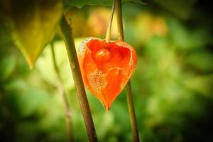 Physalis with opened skin, view of fruit inside. Vitamin rich fruit from the garden photo