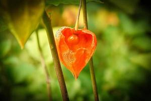 physalis con piel abierta, vista de la fruta en el interior. frutas ricas en vitaminas del jardín foto