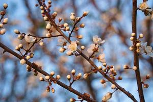 Branch with cherry blossom on fruit tree in garden. Blossom in spring. With bokeh. photo