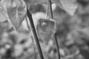 Physalis photographed in black and white, with opened skin, view of the fruit inside photo