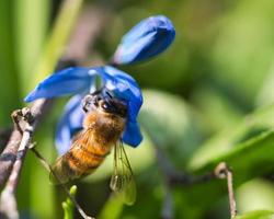 abeja melífera recogiendo polen en una flor azul. insecto en el trabajo. foto de animales