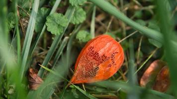 ripe physalis lies on the lawn . View of the fruit inside. Vitamin rich fruit photo