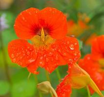 Nasturtium in orange on the bush with dew drops on the flower. Spice for salads photo