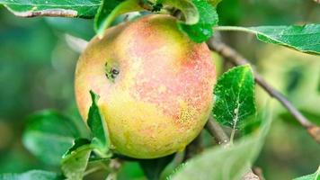 manzana en la rama. la fruta cuelga del árbol. fruta rica en vitaminas. alimento foto