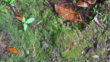 Mossy street texture with fallen leaves photo