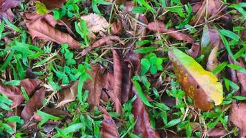 dry leaves on the ground falling from the tree photo