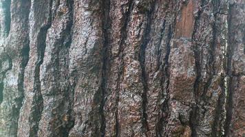 pine tree bark texture as background photo