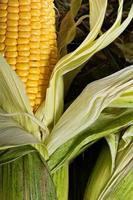 Fresh corn close-up photo