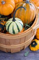 Pumpkins and variety of squash photo