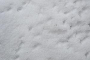 Fluffy White Snow on the Ground in Winter photo