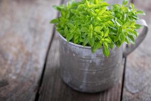 Bunch of fresh Spicy Globe Basil photo