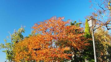 hojas de otoño y cielo azul claro. foto