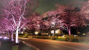 Pink sakura or cherry blossom at night in Roppongi Tokyo Midtown and light and flare in to camera and background landscape. photo