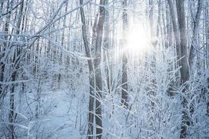 Deciduous forest covered with frost. photo