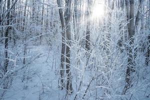 Sunny frosty winter forest. photo