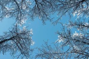 Bottom up view of tree tops in sunny frosty day. photo