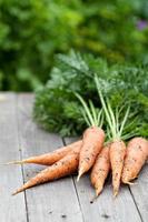 Freshly harvested carrots with green leaves photo