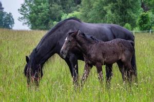 Friesian mare horse and foal on the meadow. Warlander, a cross between a Friesian and a Lusatian horse. photo